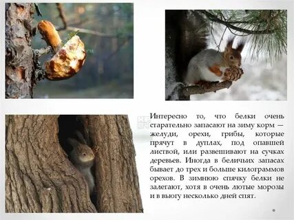 Белки впадают в спячку