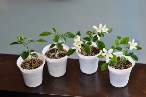 Домашнее кофейное дерево уход