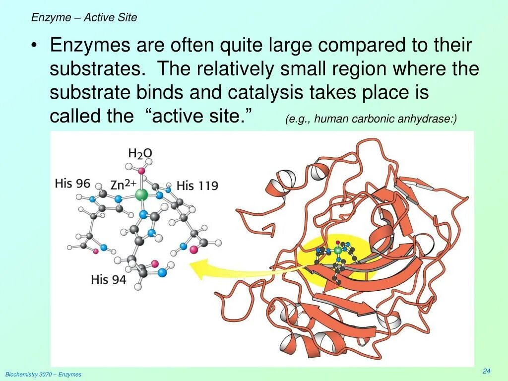 Action site. Enzyme Active site. Энзим Актив. Active. Nicking Enzymes это.