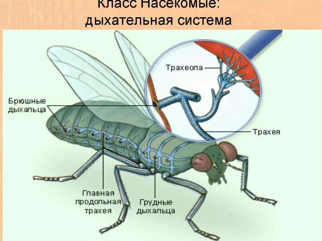 В чем особенность трахейного дыхания. Дыхательная система членистоногих насекомых. Трахейное дыхание у животных. Дыхательная система насекомых кузнечик. Трахейная дыхательная система насекомых.