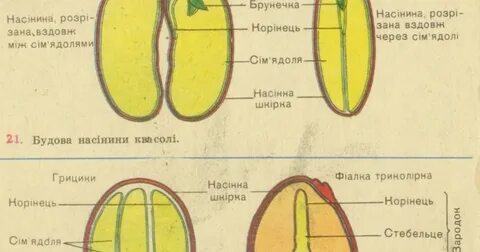 Как устроены семена яблони и тыквы