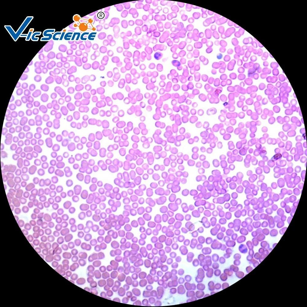 Йитологическое игистологияечкое исчледоввнте. Микроскоп гистологический. Гистология микроскоп. Микробиология слайдер. Световой микроскоп гистология.