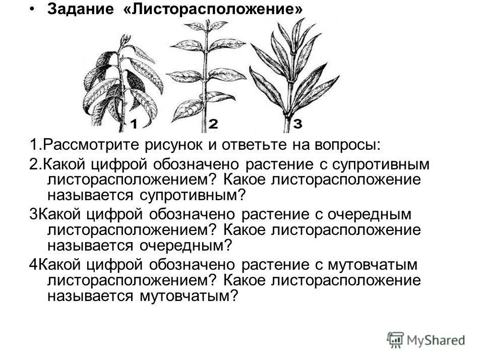 Какое листорасположение называют супротивным. Типы листорасположения. Типы листорасположения у растений. Растения с супротивным листорасположением. Типы листорасположения схема.