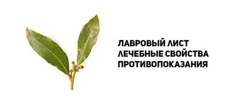 Свойства лаврового листа в народной медицине