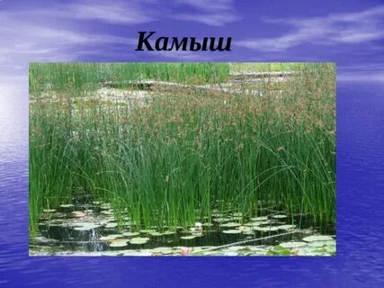 Растение пресного водоема 4 класс окружающий мир