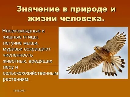 Сообщение о человеке природа краткое