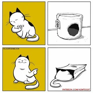 Коте приколы мемы