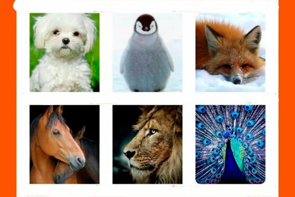 Animals you look like. Тестовые животные. Приложение на какое животное ты похож.