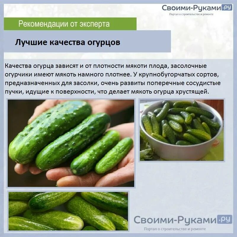 Как получить ранние огурцы. Огурцы для засолки лучшие сорта в открытом грунте. сорт маленьких огурцов для засолки. засолочные сорта огурцов. сорта огурцов для консервирования.