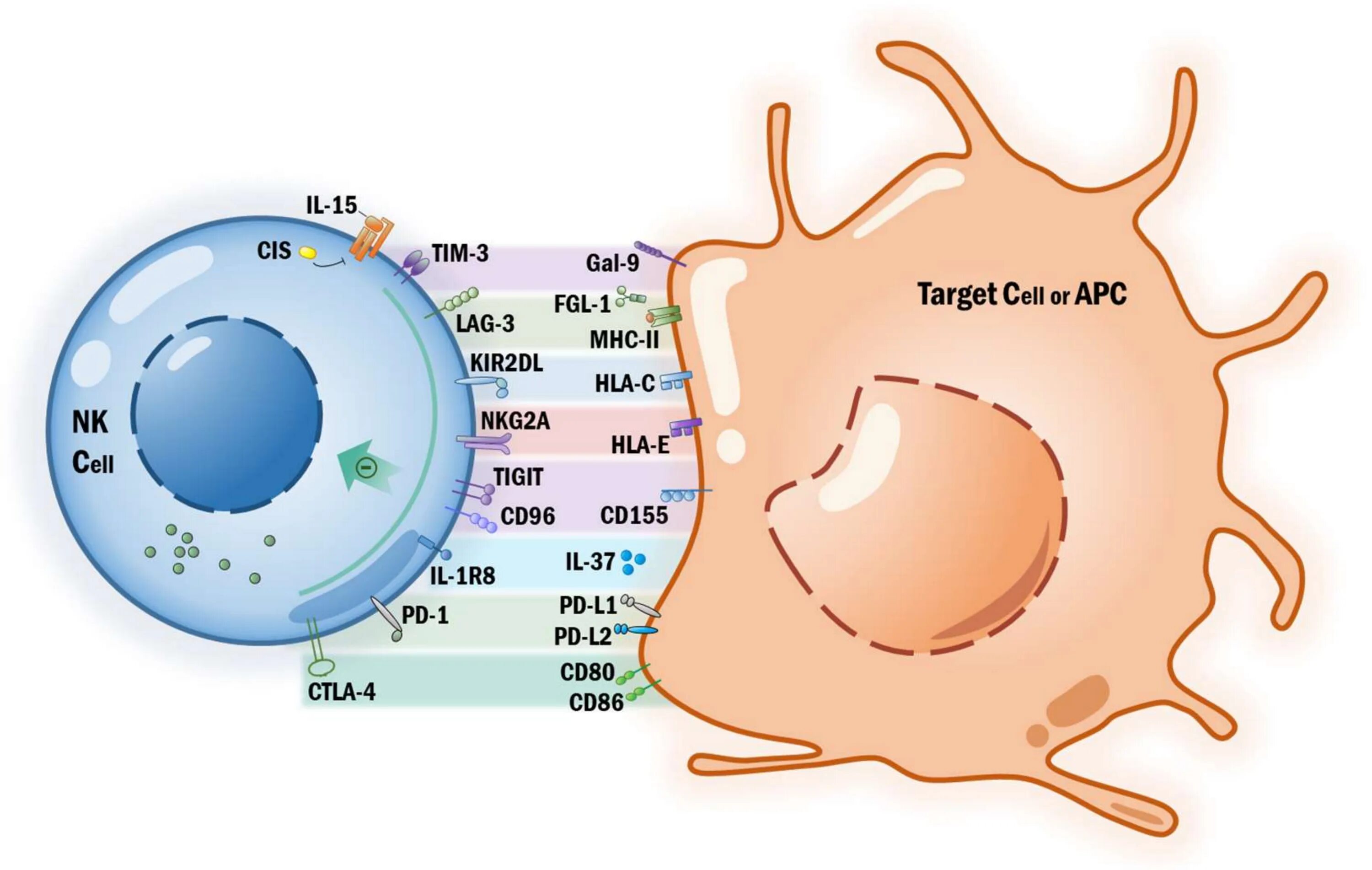 Естественные киллеры NK-клетки. NK клетки. НК клетки иммунология. NK клетки и t лимфоциты. Клетке и т д в