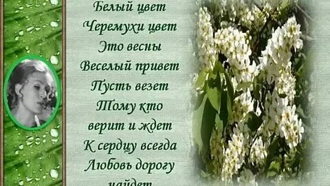 Песня слова и черемуха в цвету