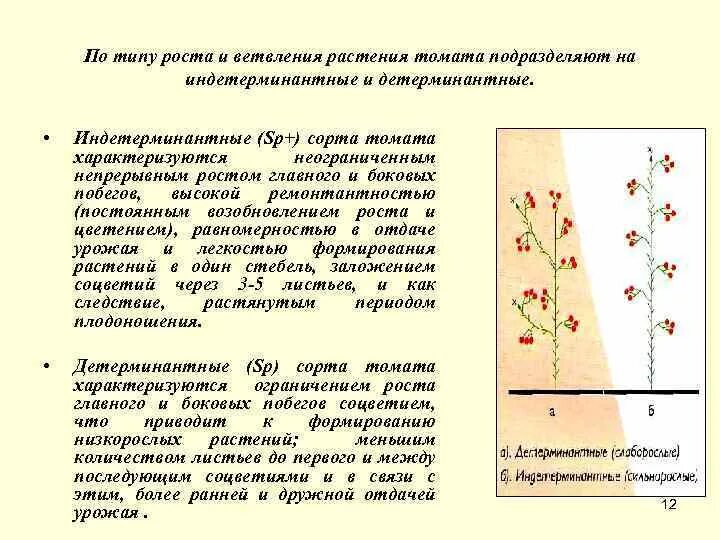 Что такое детерминантный сорт томатов и индетерминантный. Детерминантный сорт формирование томатов формирование. Формирование индетерминантные сорта томатов в теплице. Что такое индетерминантный сорт томатов и детерминантный. Формирование супердетерминантных томатов в теплице.