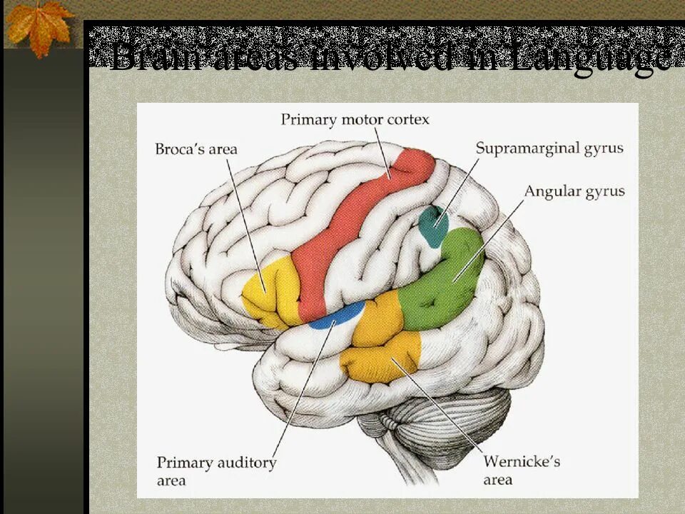 Brain languages. Brain and language. Brain areas. Language areas in the Brain. Brain Broca area.