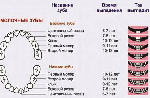 Молочная пятерка зуб. Порядок прорезывания постоянных зубов схема. Выпадение молочных зубов Возраст схема. Зубы у детей схема прорезывания. Схема прорезывания постоянных зубов у детей по возрасту.