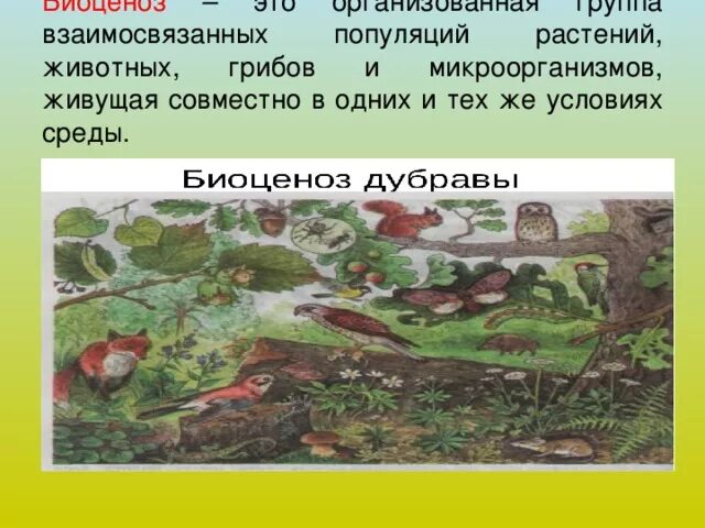 Совместное обитание живых организмов в природном сообществе. Биоценоз Дубравы. Животные Дубравы. Биоценоз тропического леса. Биоценоз Дубравы рисунок.