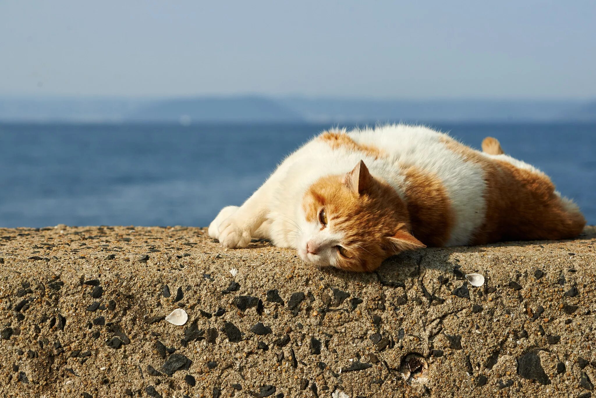 Sea cat. Кот на море. Рыжий кот. Котик на пляже. Кот на солнышке лежит.