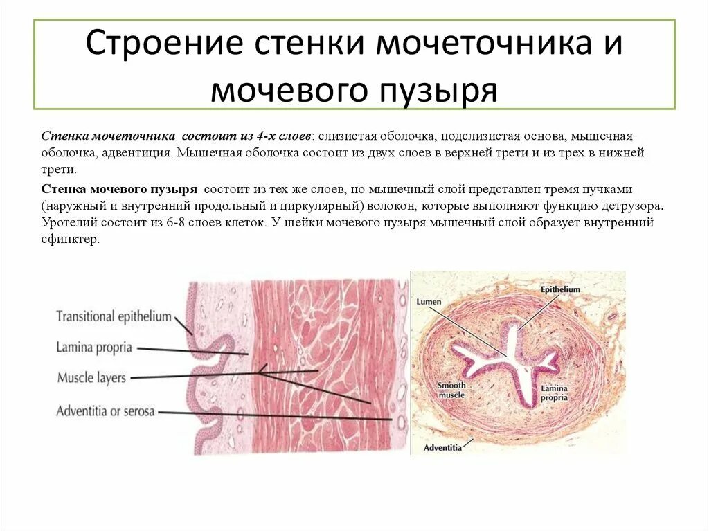 Слои мочеточника. Строение стенки мочевого пузыря. Строение стенки мочевого пузыря анатомия. Строение стенки мочеточника и мочевого пузыря. Мышечная оболочка стенок мочеточник.