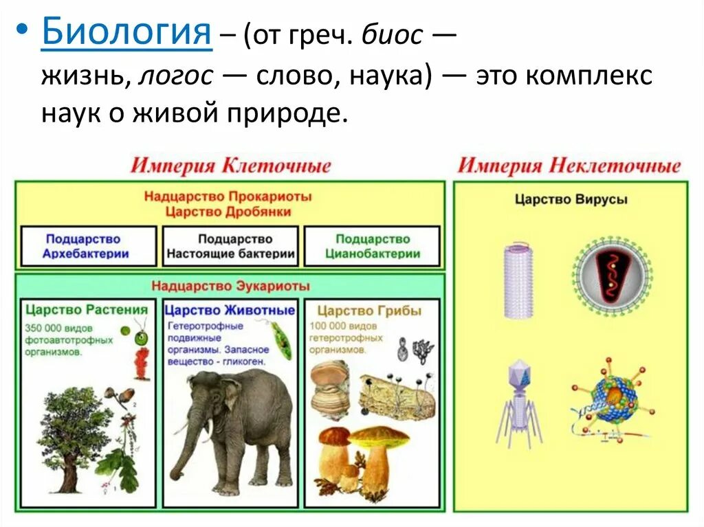 В животном царстве существует несколько веществ. Систематика в биологии. Современная систематика живых организмов. Система классификации биология. Современная классификация организмов.