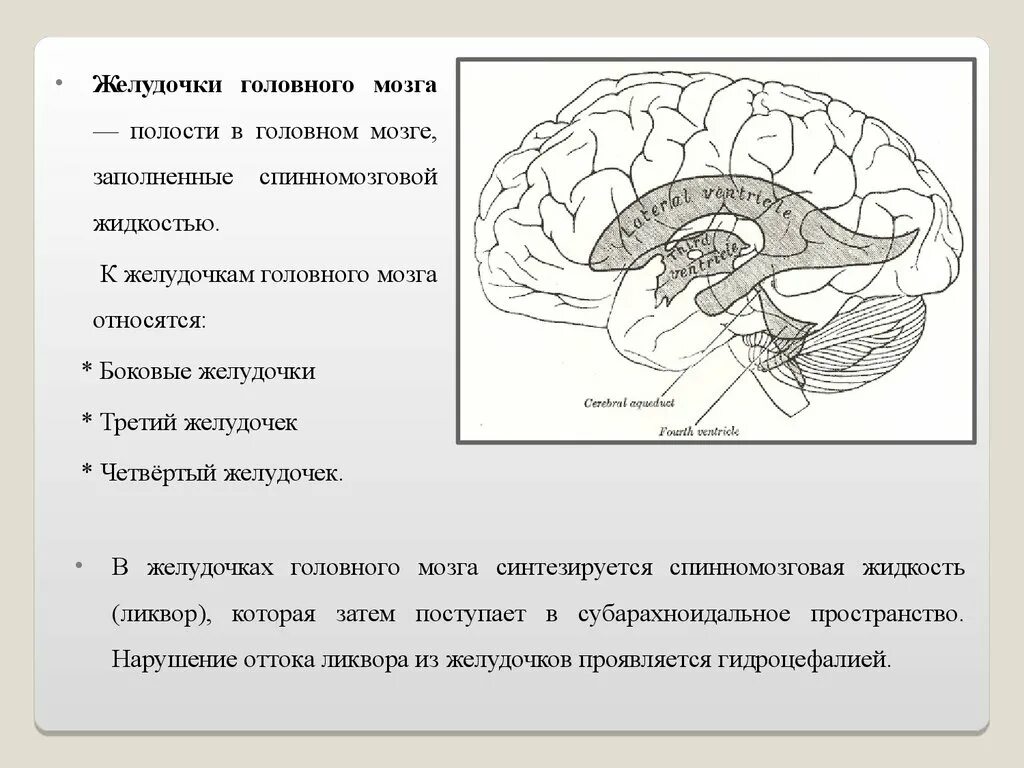 Желудочки среднего мозга