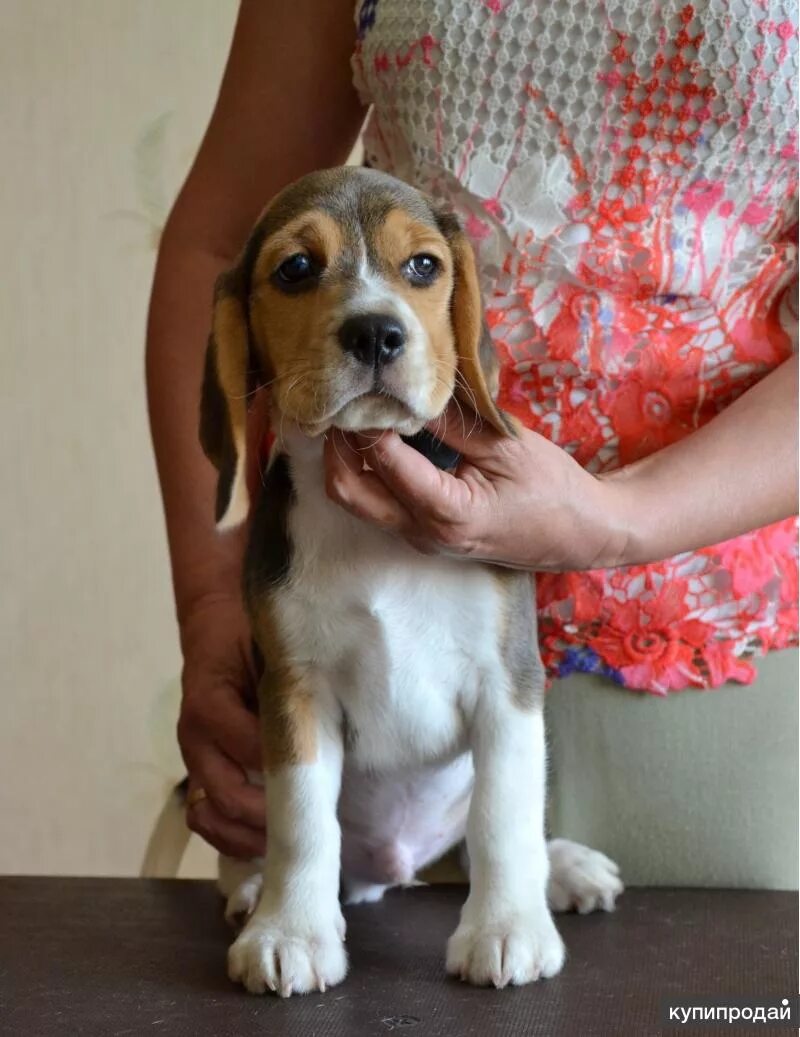 Сторожевые щенки в добрые руки. Приют для собак в вышнем волочке. Собаки в вышнем волочке на авито. Собаки в вышнем волочке на авито. Щенок вышний.