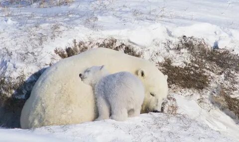 Белые медведи ложатся в спячку