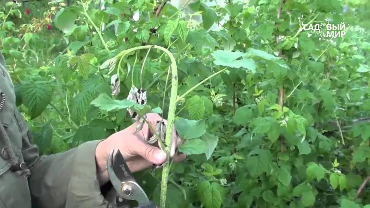 Почему молодые побеги. Побеги малины Галица. Малиновая стеблевая Муха. Увядание стеблей малины. Вянут молодые побеги малины.