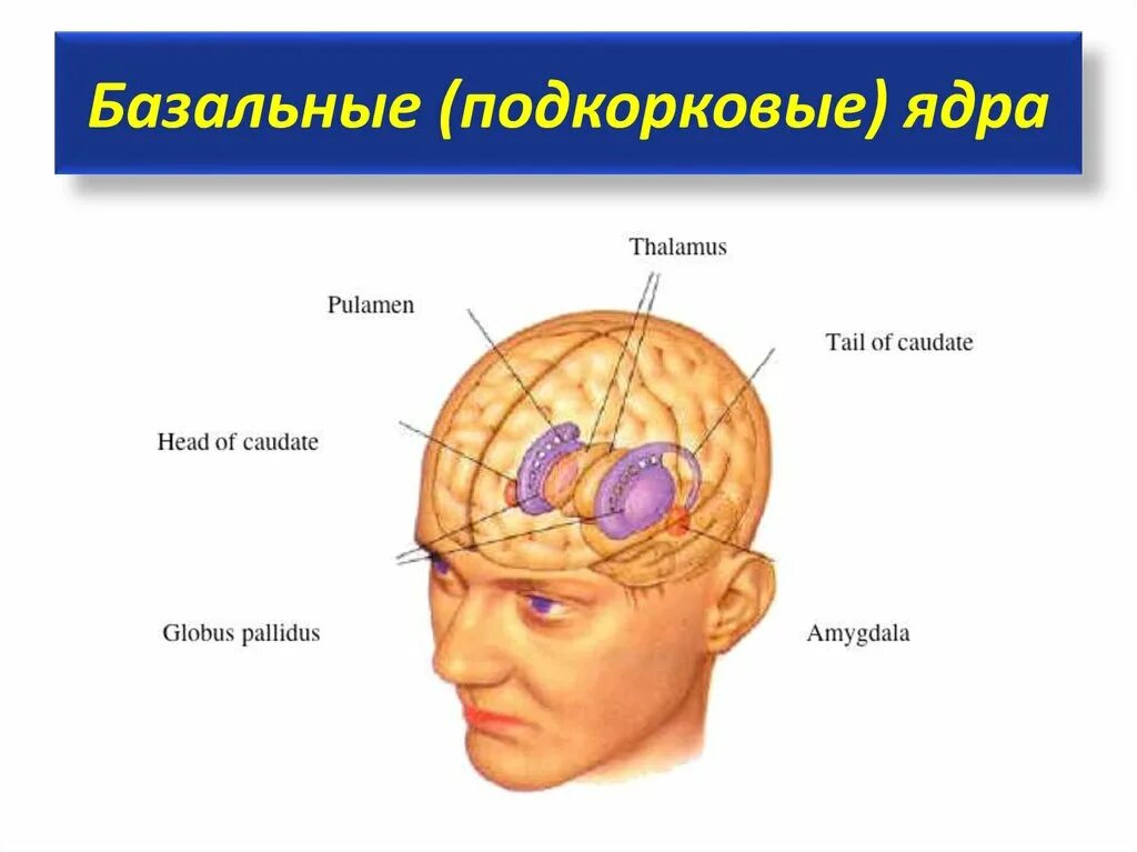 Функция ядер головного мозга. Подкорковые ядра (чечевицеобразное, скорлупа, бледный шар). базальные подкорковые ядра головного мозга. базальные ядра конечного мозга строение. назовите базальные ядра конечного мозга.