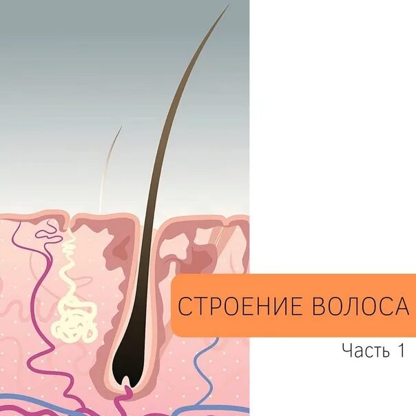 Строение волоса. Волосяная луковица. Строение волоса человека. Строение волосяного фолликула.