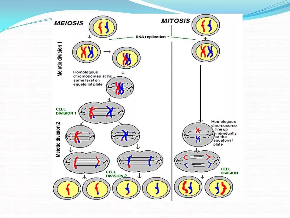 Схема мейоза 10 класс. Митоз и мейоз. Схема митоза и мейоза. Половое размножение мейоз. Процесс мейоза лежит в основе