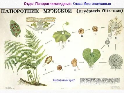 Жизненный цикл щитовника мужского