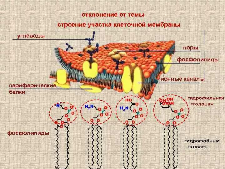 Функции углеводов в клеточной мембране. Функции олигосахаридов в мембране. углеводы в клеточной мембране. углеводы на мембране клетки. функции углеводов в мембране.