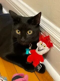 Кот котэ