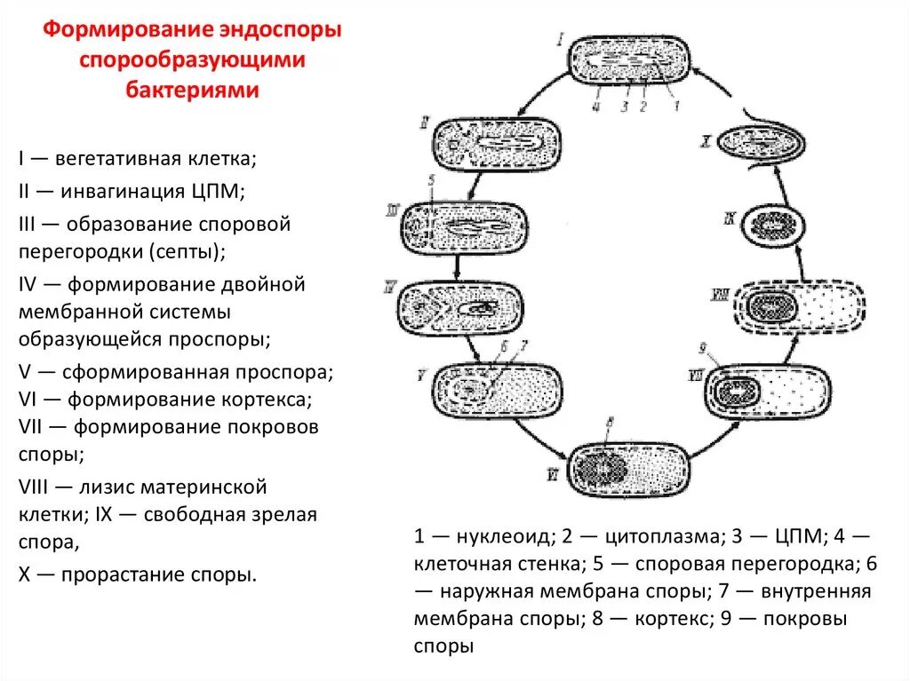 Стадии образования эндоспор у спорообразующих бактерий. Схема спорообразования у бактерий микробиология. Строение и функции бактериальной эндоспоры. Особенности строения прокариотической клетки. Схема. Спора особая клетка