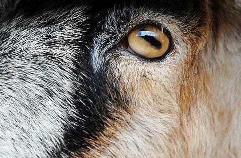 Форма зрачка козел обыкновенный