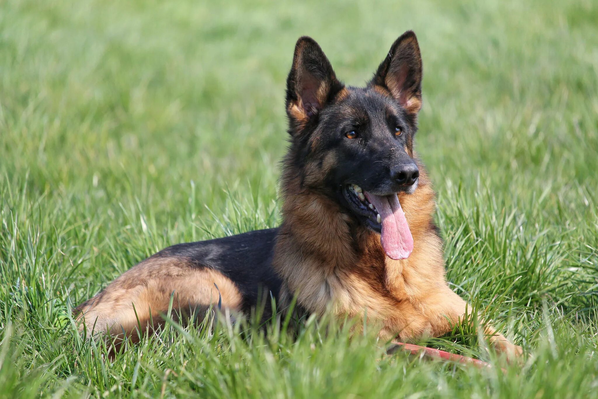 Овчарки выскочив. Баварская овчарка Shepherd. German Shepherd немецкая овчарка. Джерман Шеферд. Овчарка щенок Баварская.