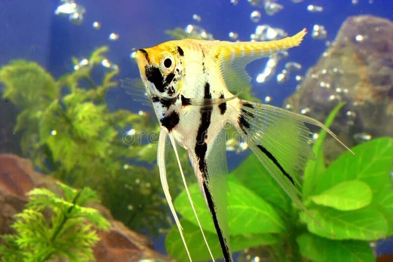 Скалярия аквариумная рыбка. Скалярия Березка. Скалярия берёзка аквариумная рыбка. Скалярия аквариумная рыбка самка и самец. Рыба березка
