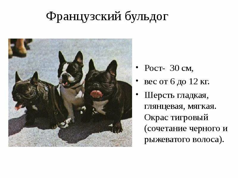 Рассказ про французского бульдога. Рассказ про французского бульдога. Вес щенка французского бульдога по месяцам. Сообщение о французском бульдоге. Интересные факты о французских бульдогах.