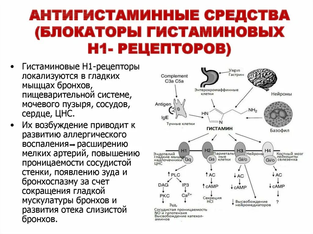 Блокаторы h1 гистаминовых рецепторов механизм. Блокатор гистаминовых н1-рецепторов. Противоаллергический препарат. Блокаторы н1 гистаминовых рецепторов механизм действия. Механизм действия антагонистов гистаминовых н1-рецепторов.