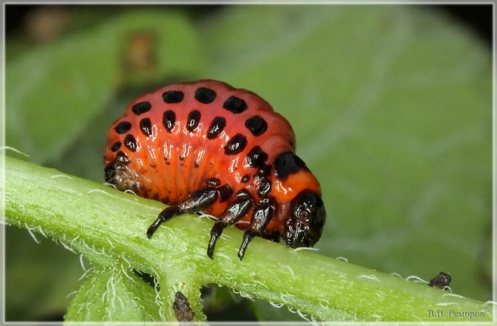 Колорадская коровка. Колорадский Жук Leptinotarsa decemlineata. Личинка колорадского жука. Личинка колорадского жука и Божьей коровки. Личинка жука колорадского жука.