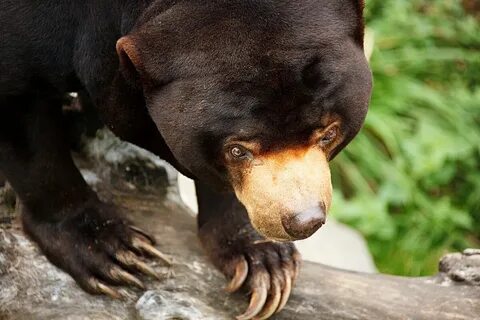 He bear