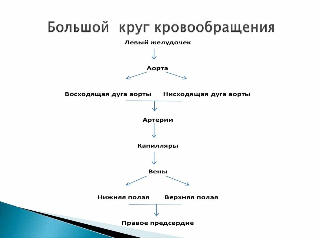 Логическая цепочка большой круг кровообращения. Большой и малый круг кровообращения последовательность. Большой круг кровообращения схема последовательность. Последовательность образований большого круга кровообращения. Порядок малого круга кровообращения