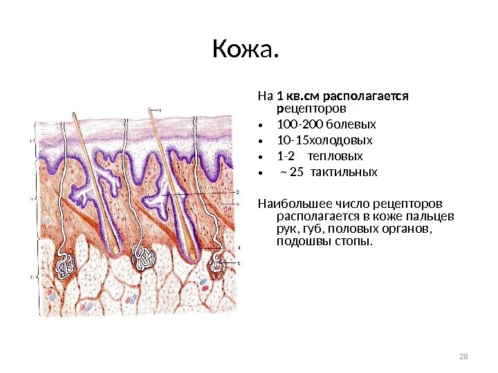 Холодовые и тепловые рецепторы кожи. Строение кожных рецепторов. Холодовые рецепторы кожи располагаются. Типы рецепторов кожи.