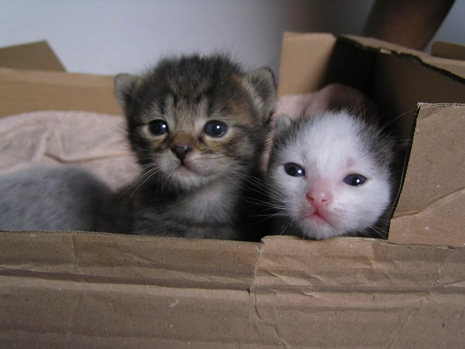Маленький котенок. Крошечный котенок. Милый котенок. Двухнедельные котята