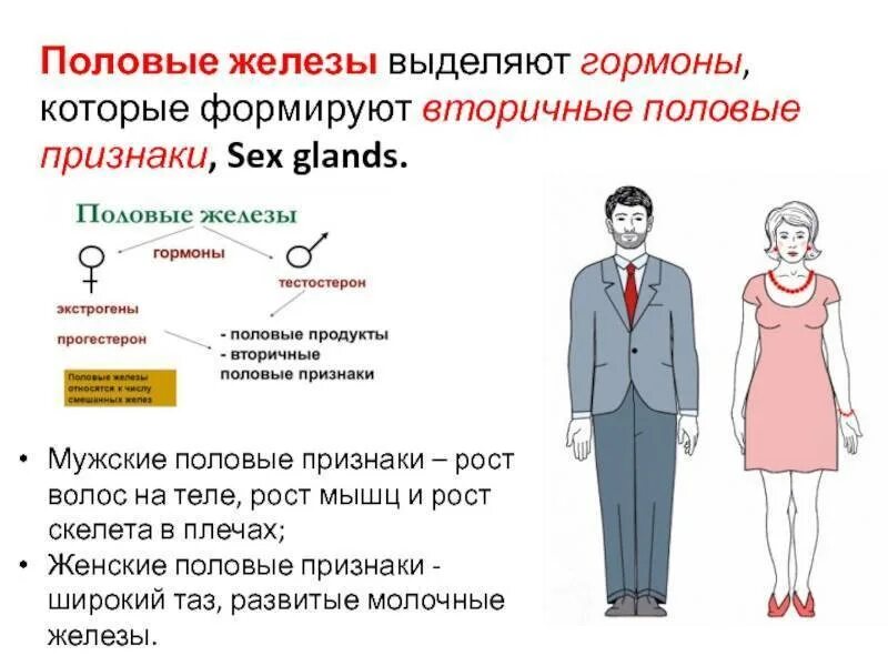 Формированию вторичных половых признаков способствует гормон
