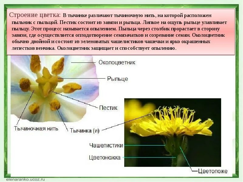 Пыльца созревает в тычинках. Строение цветка тычиночная нить. Пестики и тычинки у цветка. Пыльник тычиночная нить рыльце. Строение тычиночной нити.