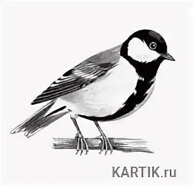 Синичка раскраска для детей распечатать Coloring pages, Bird coloring pages, Abstract flower art