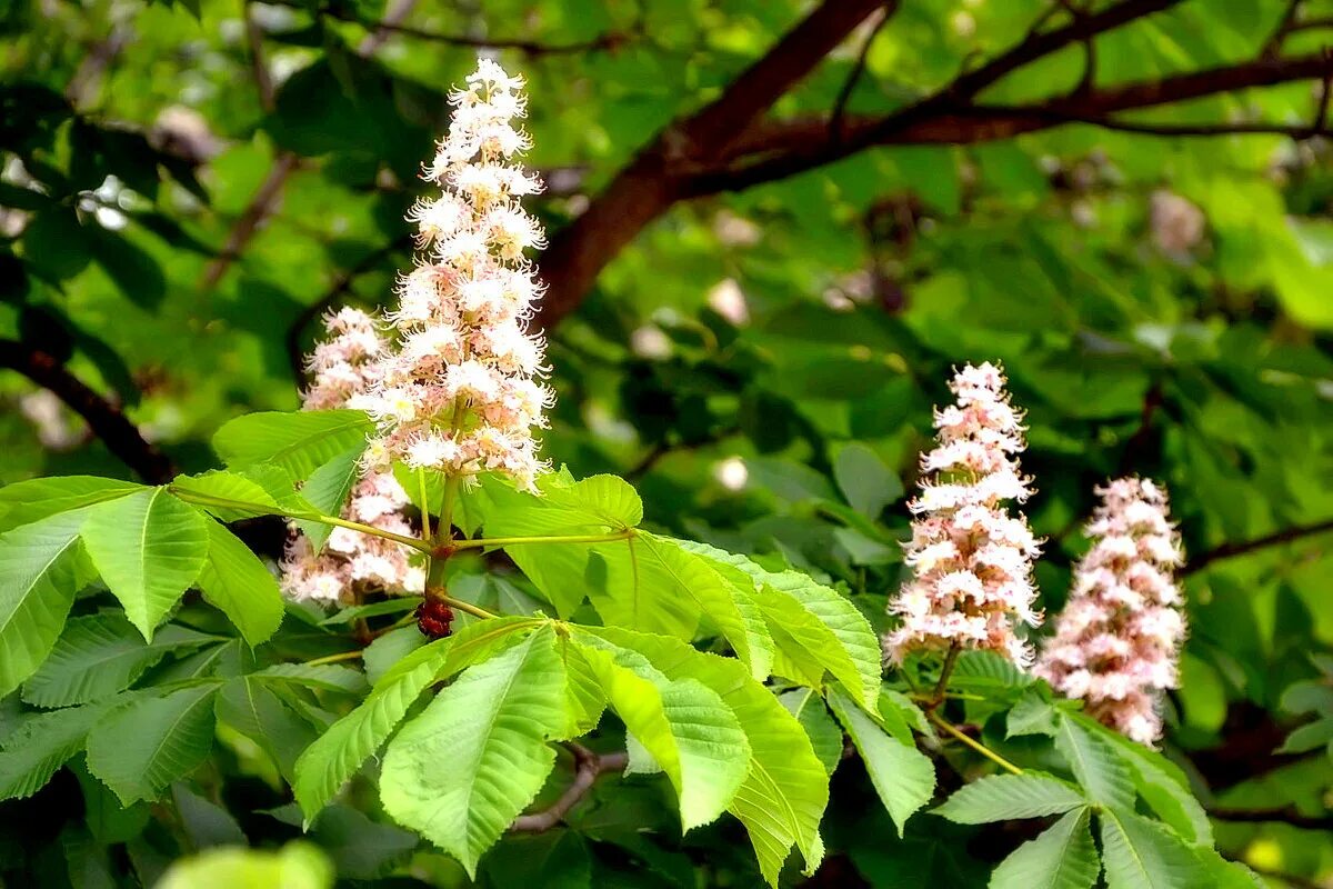 Цветущие каштаны дерево. Цветущий каштан. Каштан дерево севастополь. Молдавские каштаны. Киев каштаны.