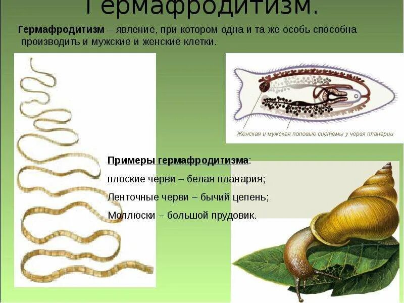 Почему у млекопитающих гермафродиты встречаются редко