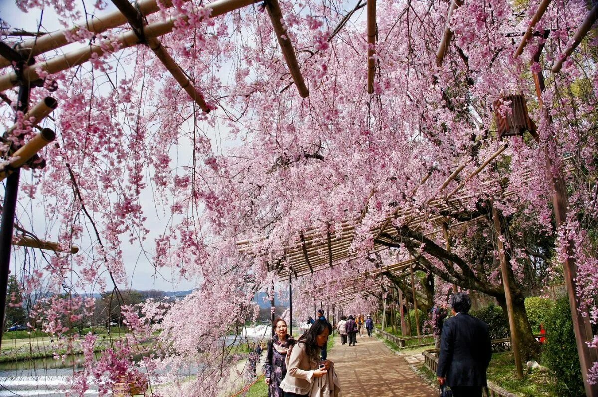 Киотский Ботанический сад в Японии. Киотский Ботанический сад (Kyoto Botanical Garden). Парк Оиши Япония. Парк Сакуры в Киото. День цветущей сакуры