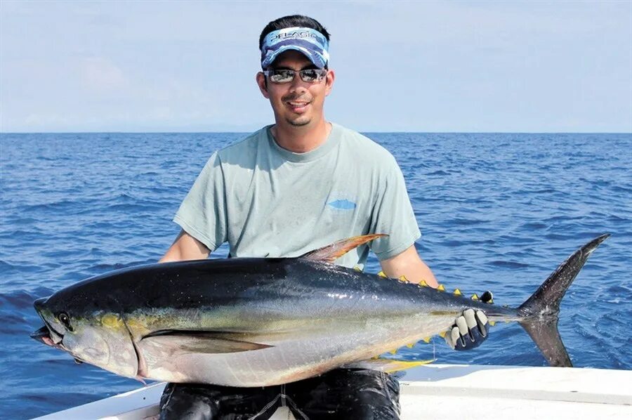 суши бар тунец логотип. тигровый тунец. чернопёрый тунец. тунец бонито пеламида. ресторан erwin рекамореокеан.